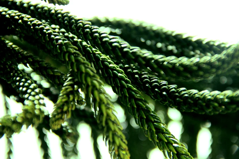 an image of green plants growing on a plant