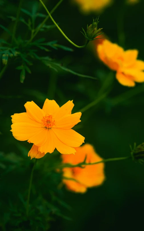 a close up s of some yellow flowers