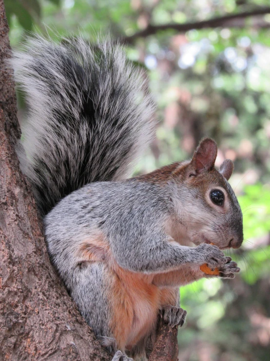 a squirrel on the side of a tree eating nuts