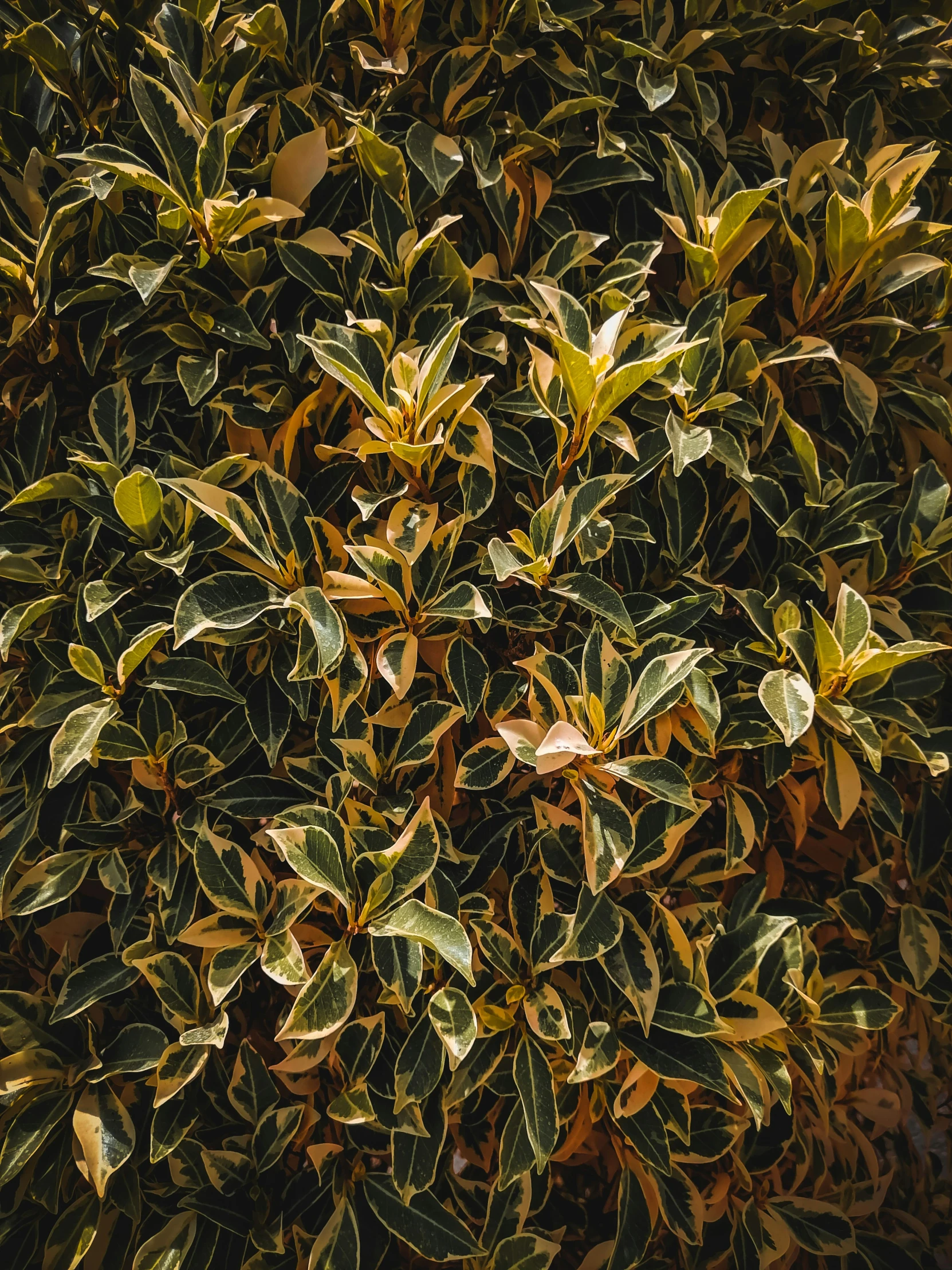 a large plant with green leaves in the sunlight