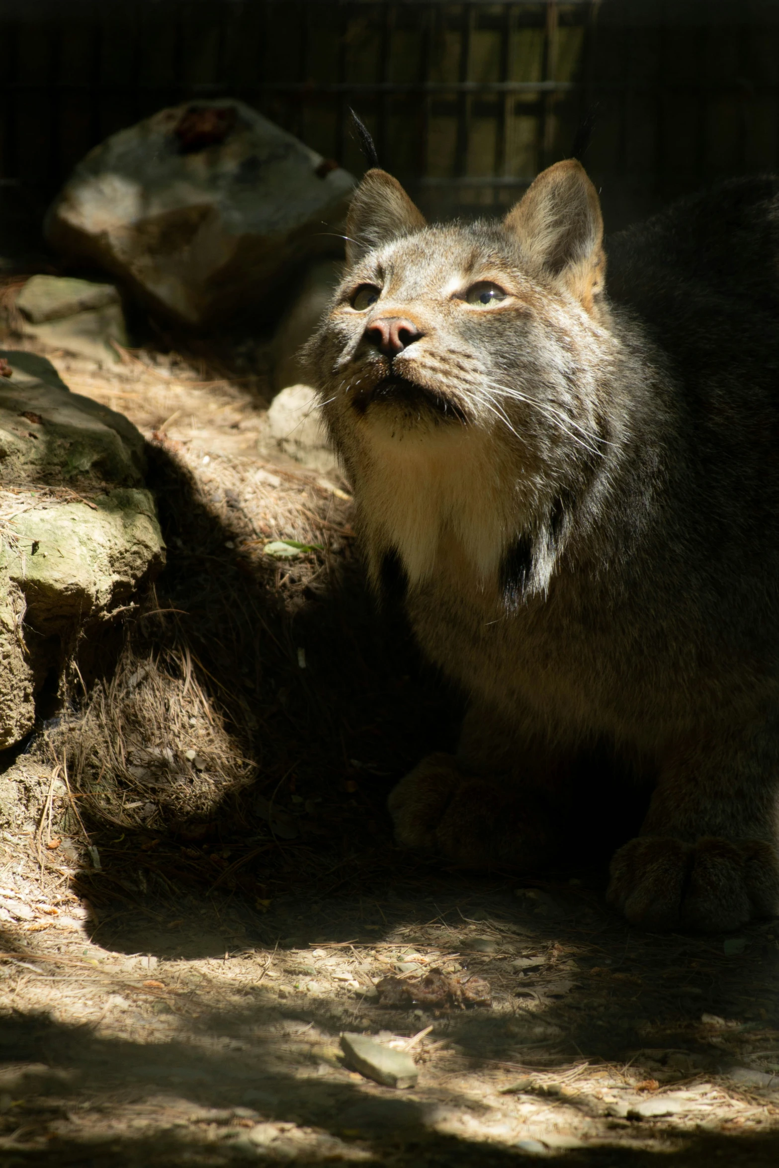 a small gray and white animal with an open mouth