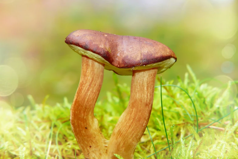 two mushrooms sit on the ground with green grass