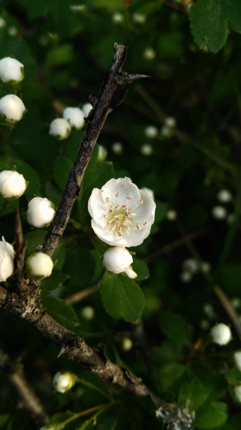 a white flower grows among green leaves on a tree