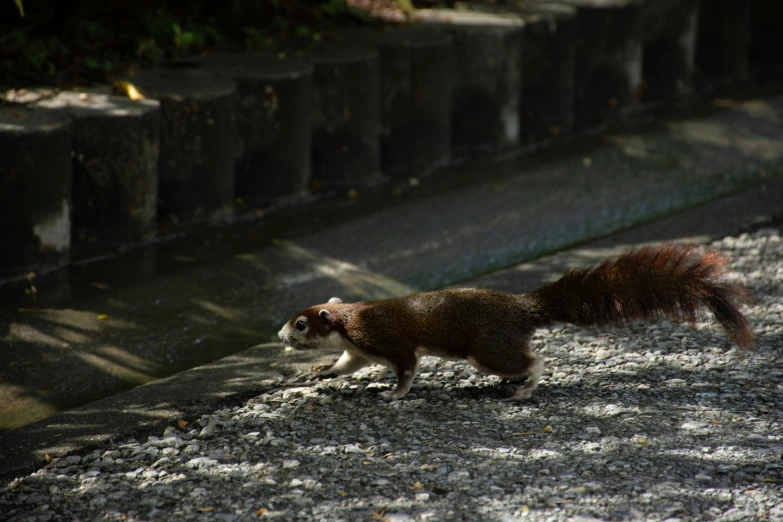 a small cat walking on a stone wall