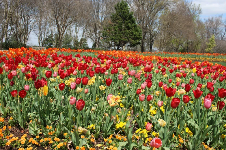 rows of different colored flowers in a field