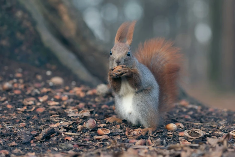 a red squirrel has just taken a nut from a tree