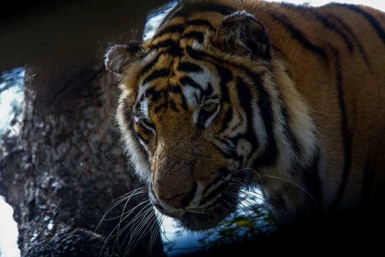 a close up of a tiger looking over a rock