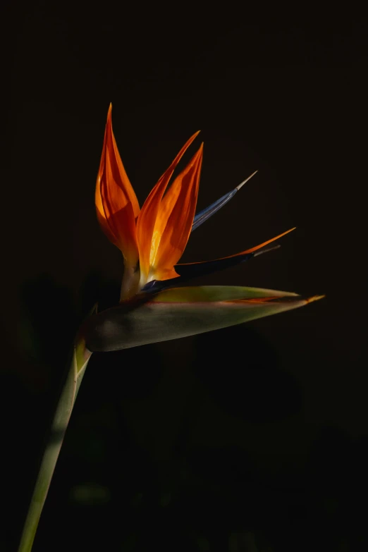an orange flower sitting on top of a stem