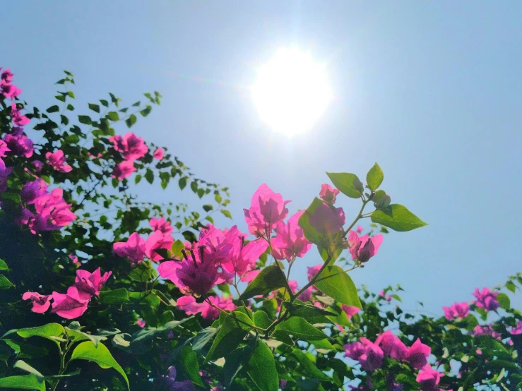 a bright blue sky with pink flowers on the nches