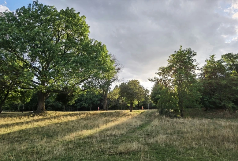 a view of a field and trees during the day