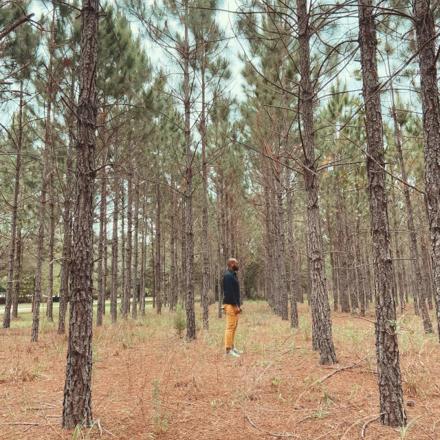 a person walking through a forest area by some trees