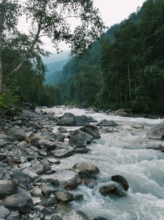 a stream flowing into a forest with rocks