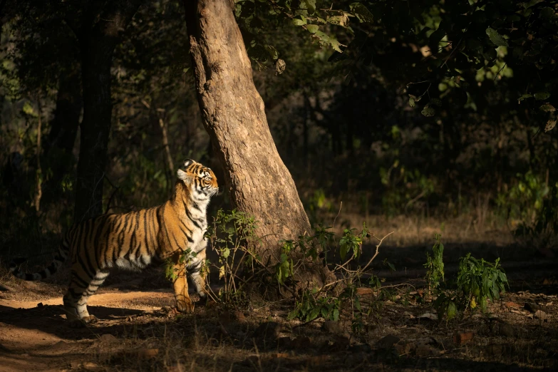 the tiger is staring up at its surroundings