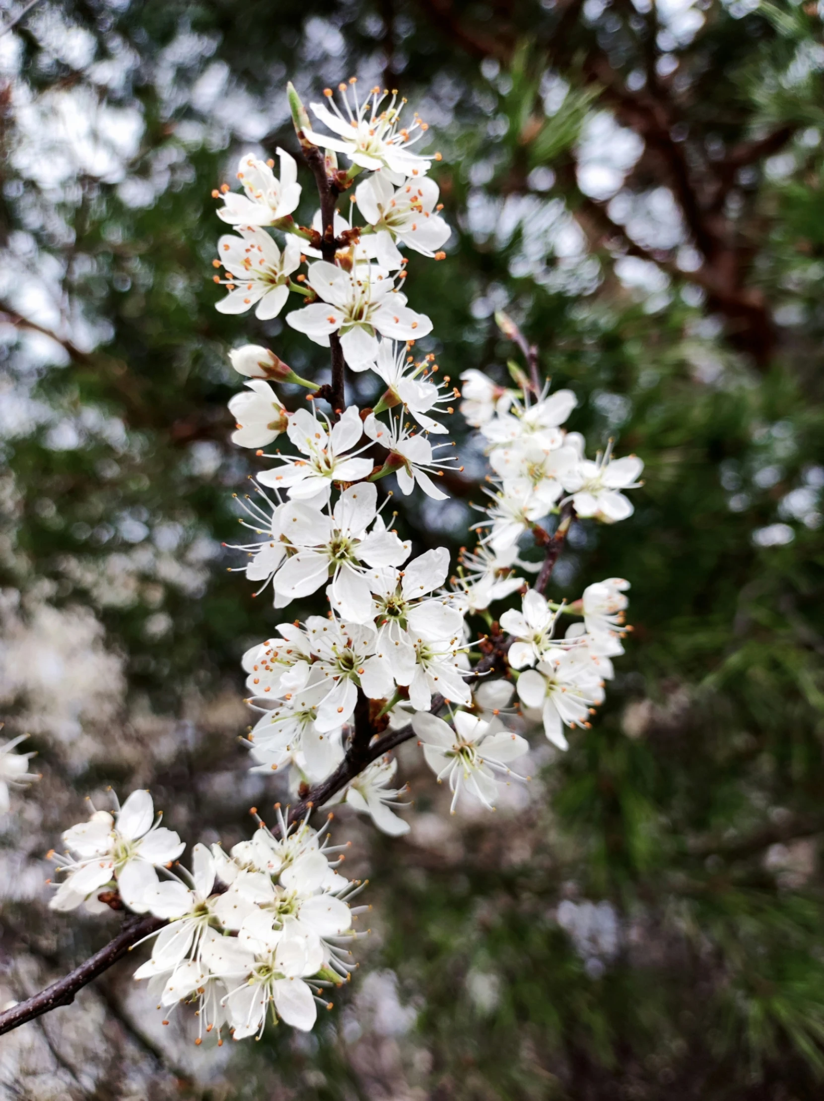 a tree with many flowers in it