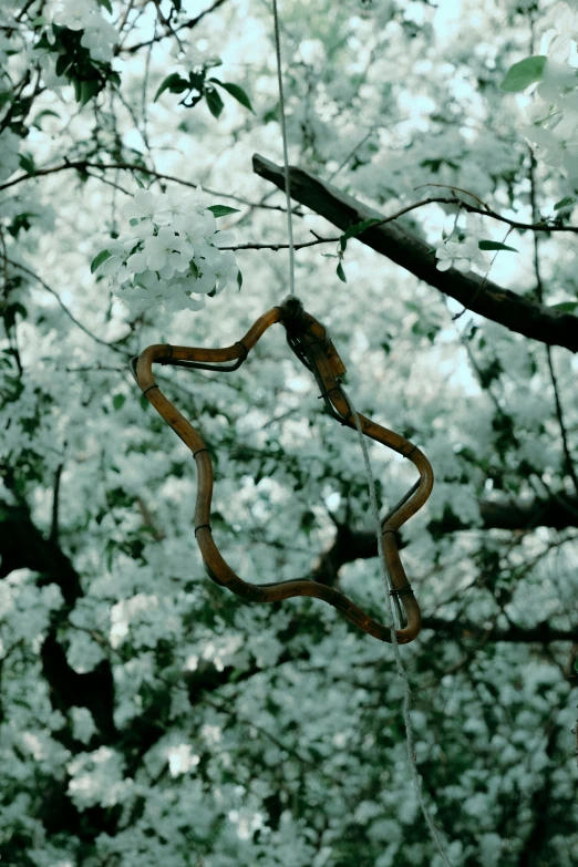 a tree nch is shown with nches and flowers