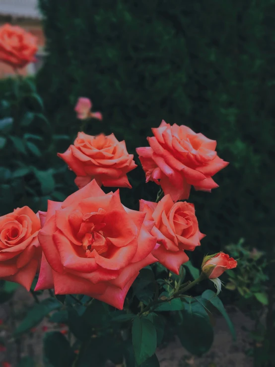 some red roses that are blooming in the garden