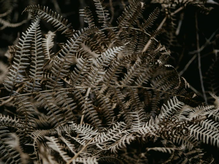 many plants that have brown leaves all over them