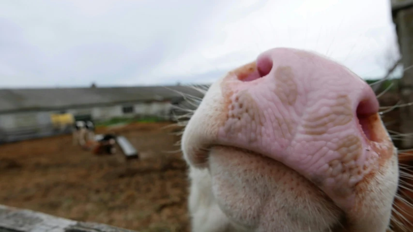 a cow that has its face near the fence