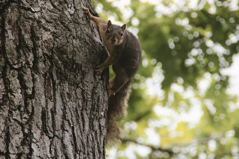 a squirrel climbing up the side of a tree