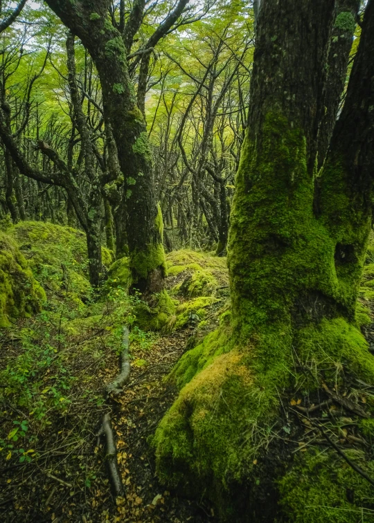 a forest with a mossy tree and trail