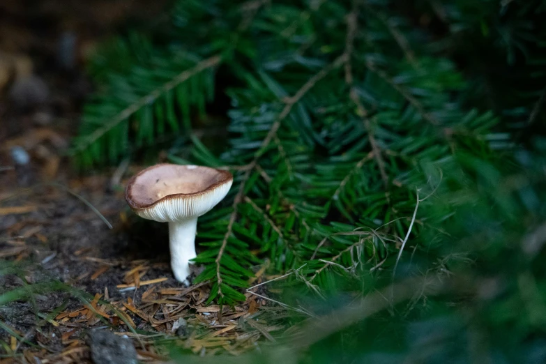 a mushroom is seen in the center of the foliage