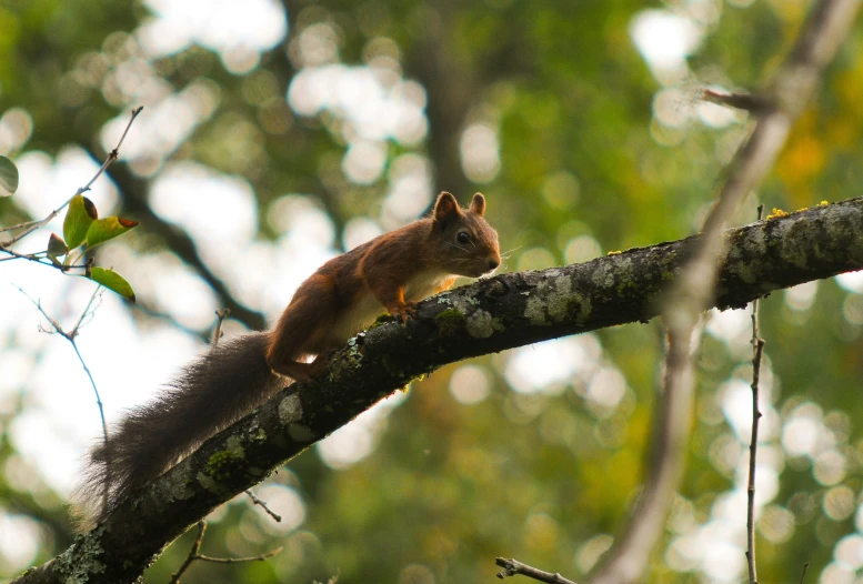 a squirrel standing on top of a tree nch