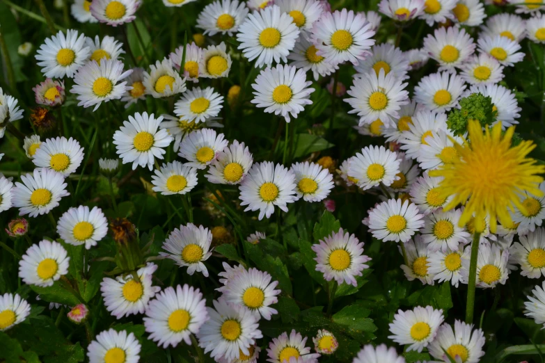 many white flowers in the grass outside