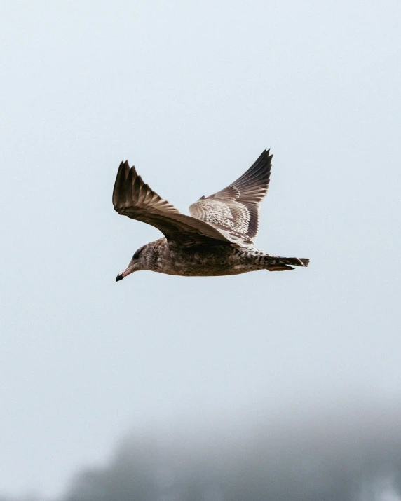 a black and gray bird flying through the sky