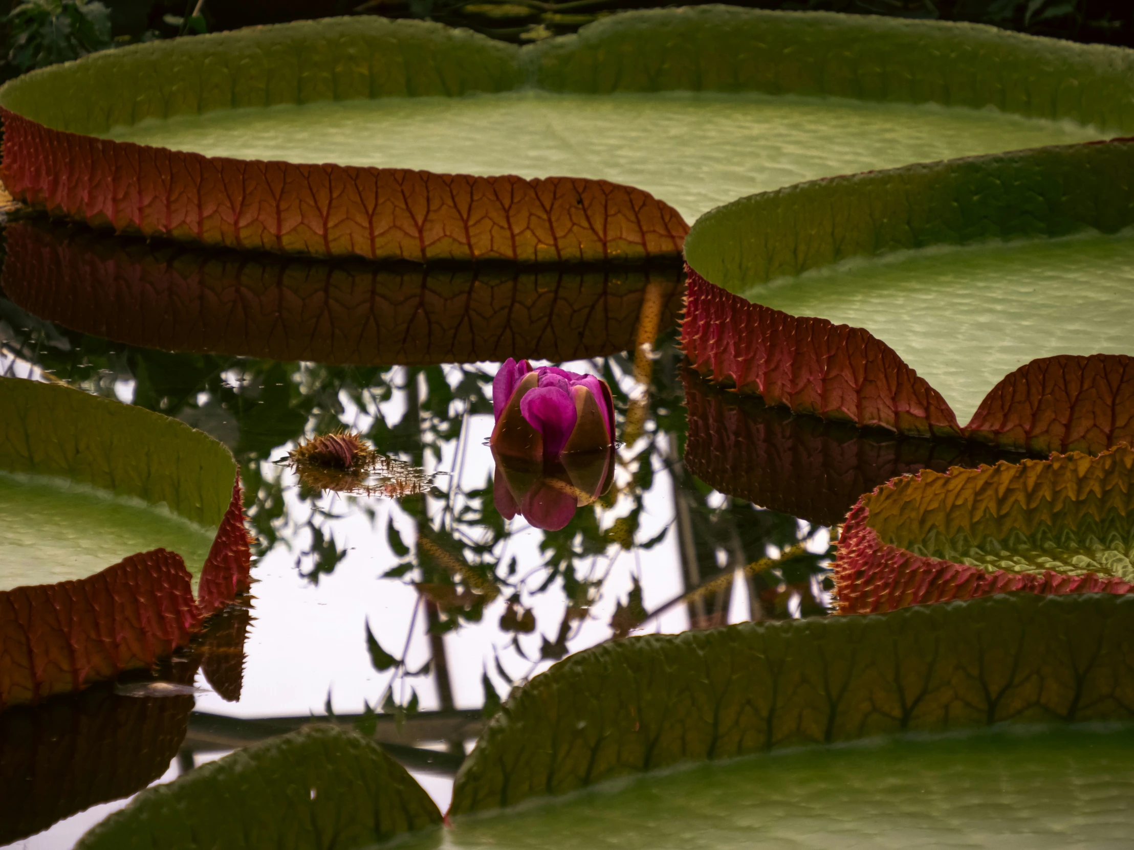 some green leaves and a single flower in the middle of the body of water