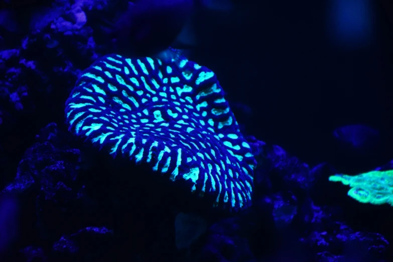 an underwater coral is lit up at night