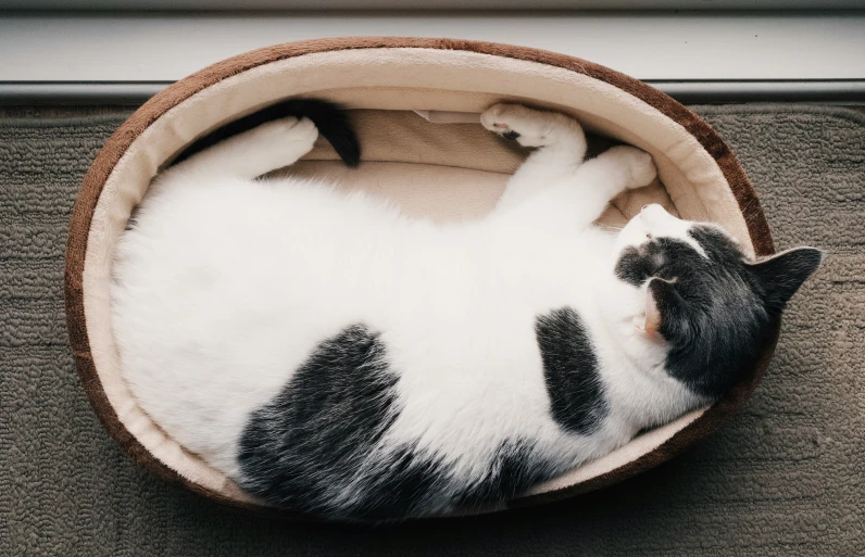 a black and white cat laying on a bed with it's eyes closed