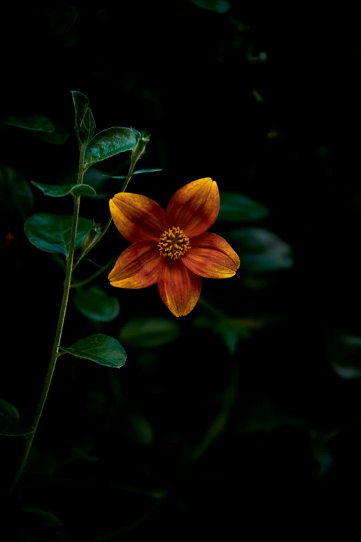 flower with dark background showing small yellow bloom