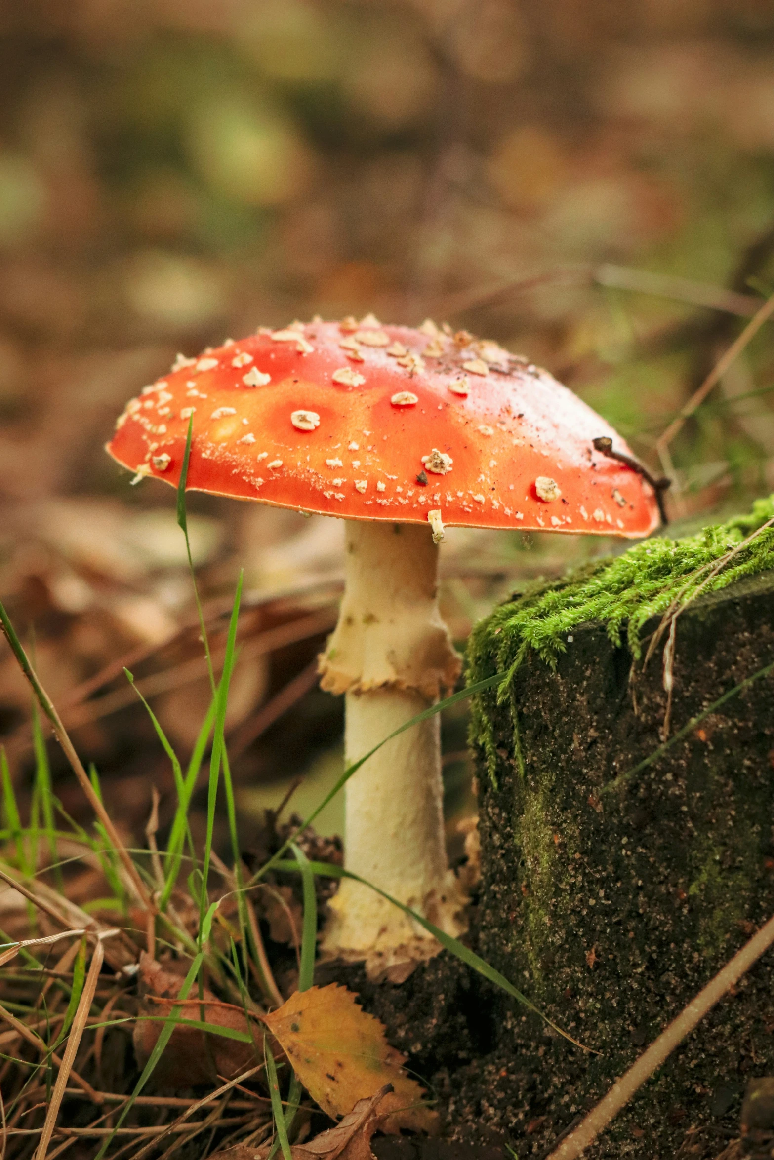 an orange mushrooms is sitting in the grass