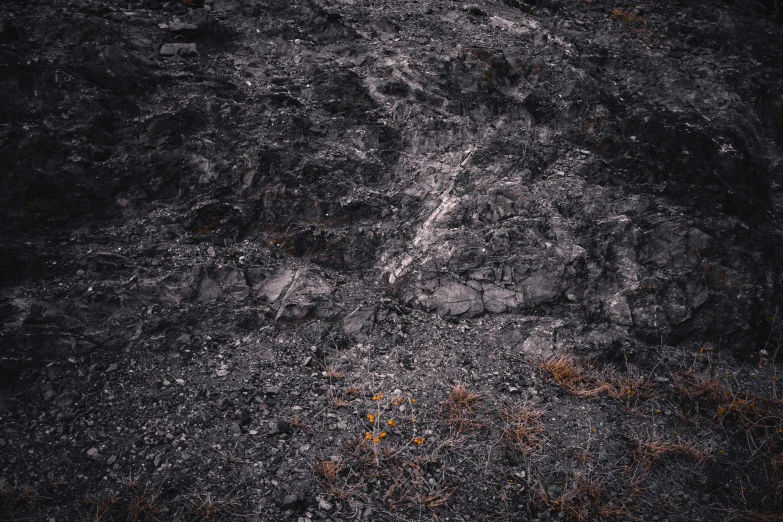 a large piece of grass growing on top of a dirt field