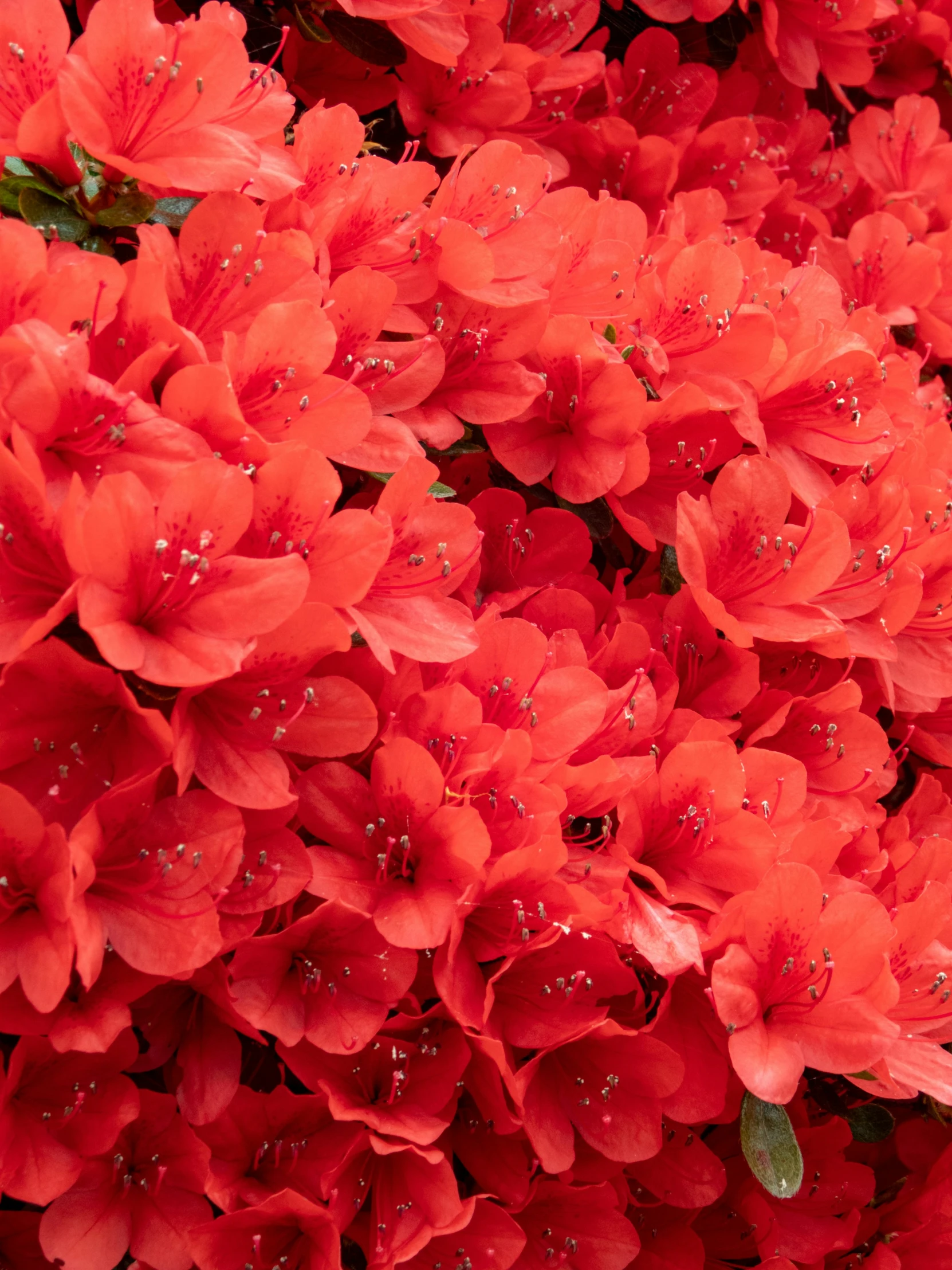 a closeup image of the center part of red flowers