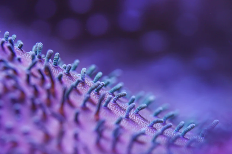 a closeup of the inside of a plant