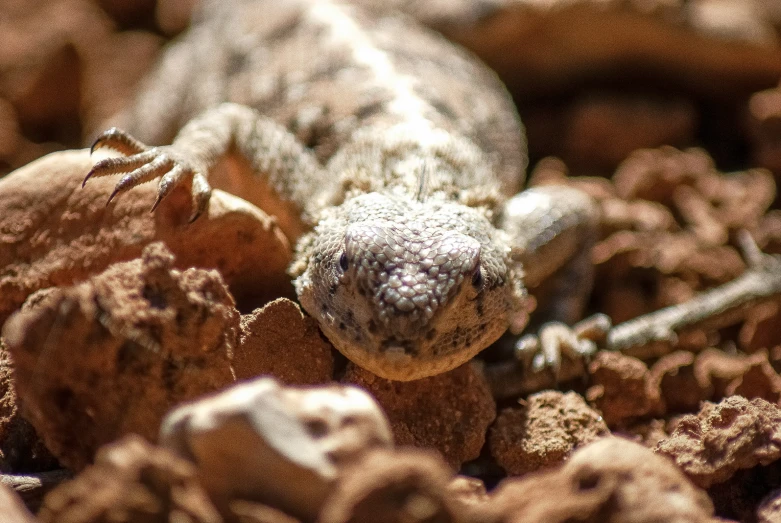 a lizard sitting inside of some rocks and dirt