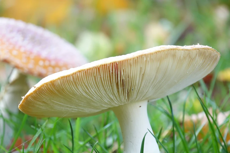 a mushroom grows on the grass in the forest