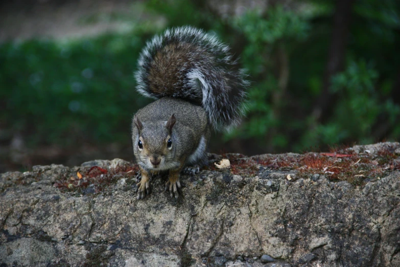 a small squirrel sits on top of a large rock