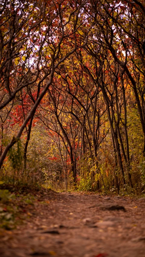 a forest with trees that are covered with autumn leaves