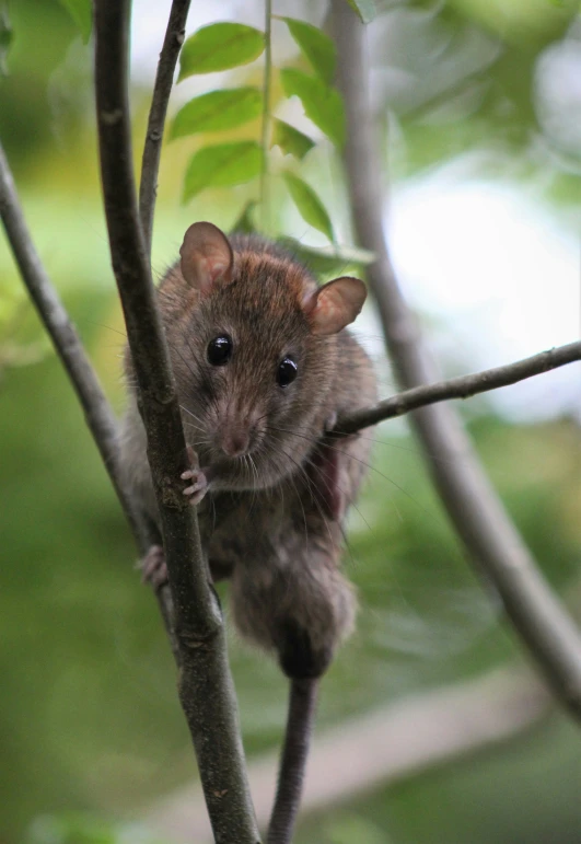 the small mouse is perched on a tree nch