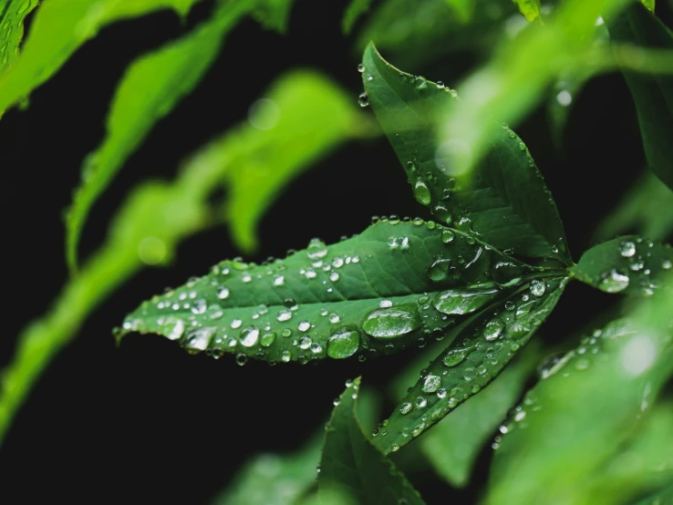 a close up image of leaves with dew drops