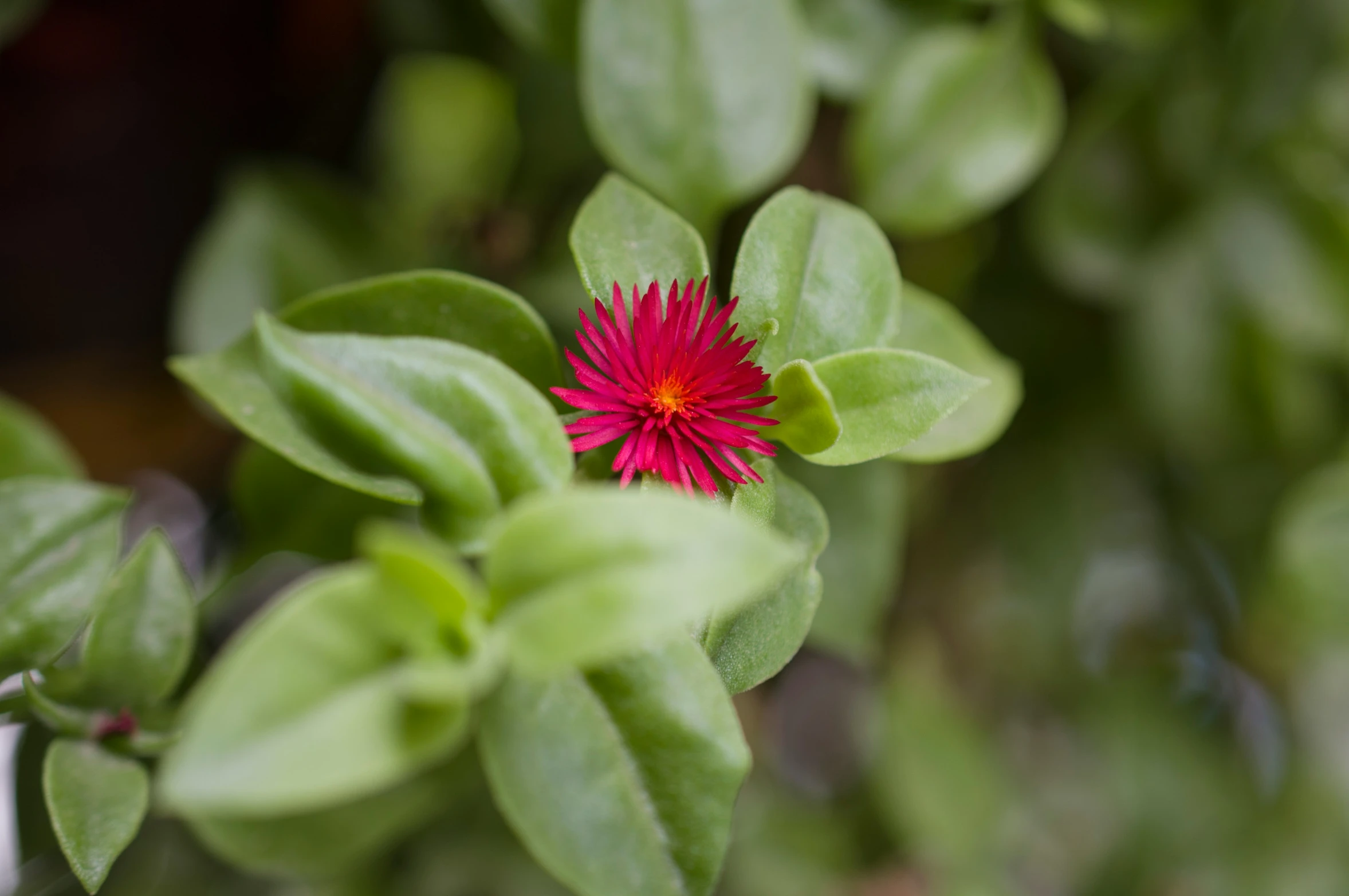 the flower is sitting in the middle of some leaves