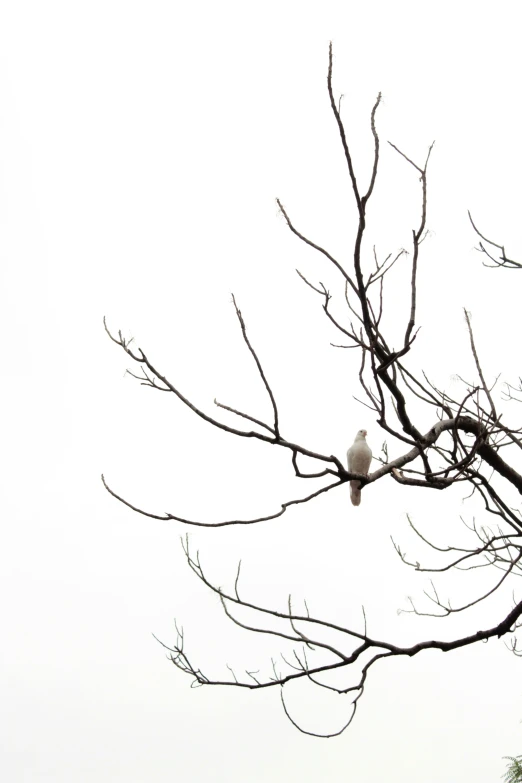 a single bird perched on a bare tree nch