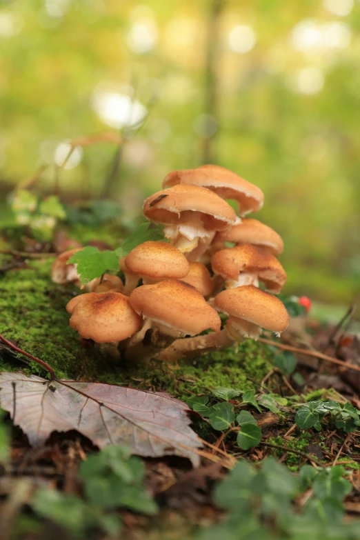 several mushrooms grow out of the green moss in this forest