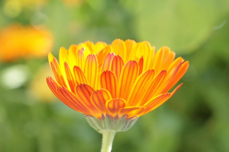 an orange flower in a field of grass