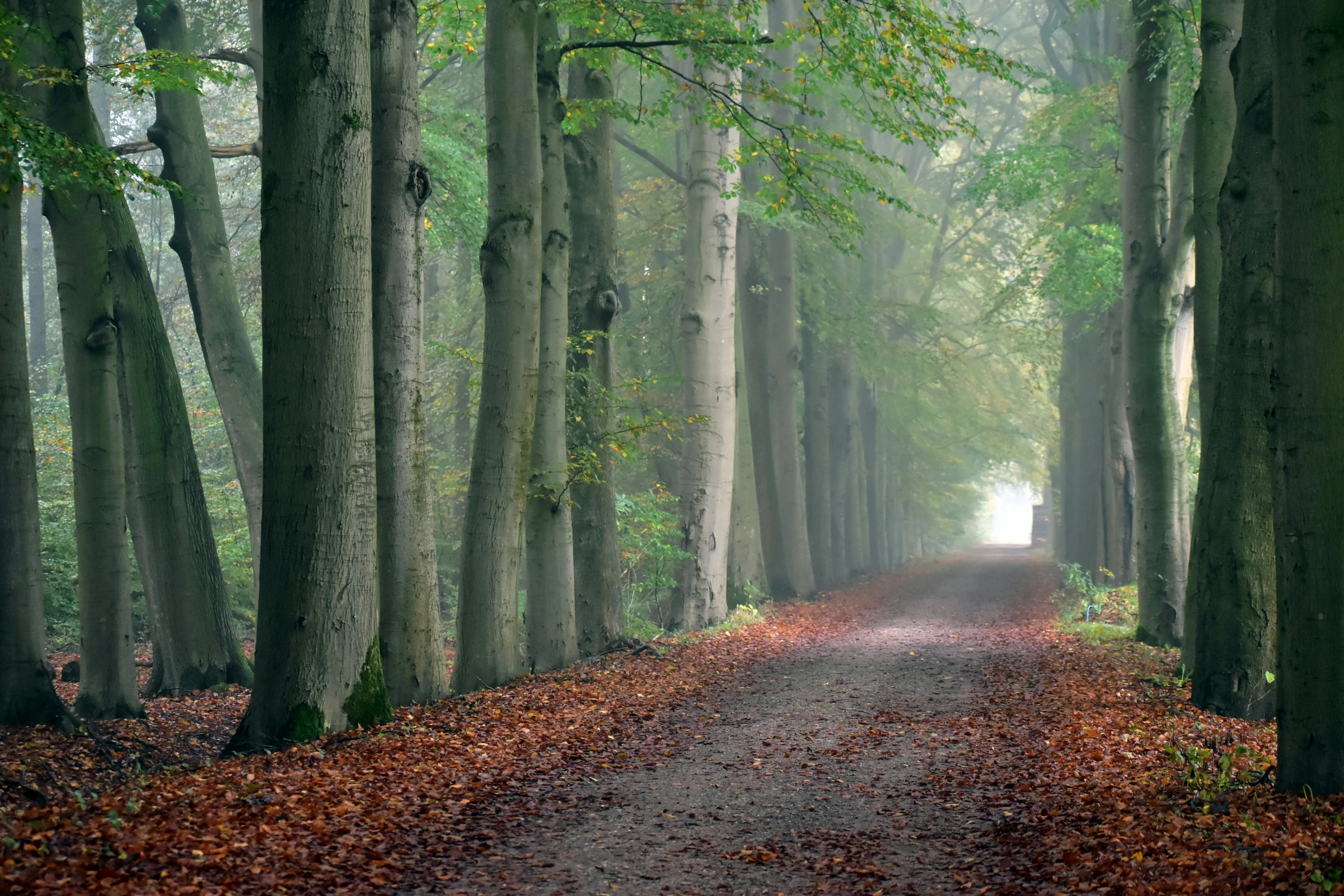 a road that has some trees and leaves on the ground