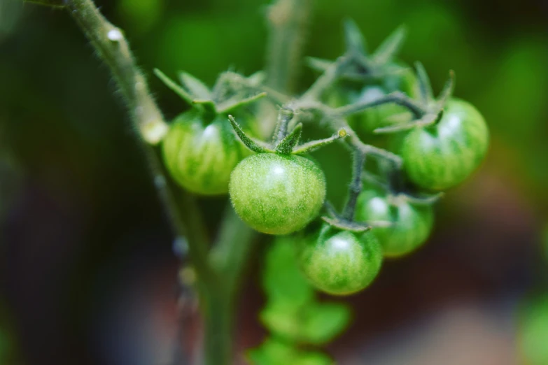 small green berries hanging on a nch with leaves