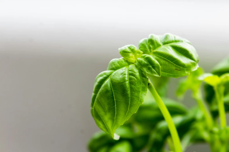 a green plant with leaves on it sitting in the middle of an empty wall