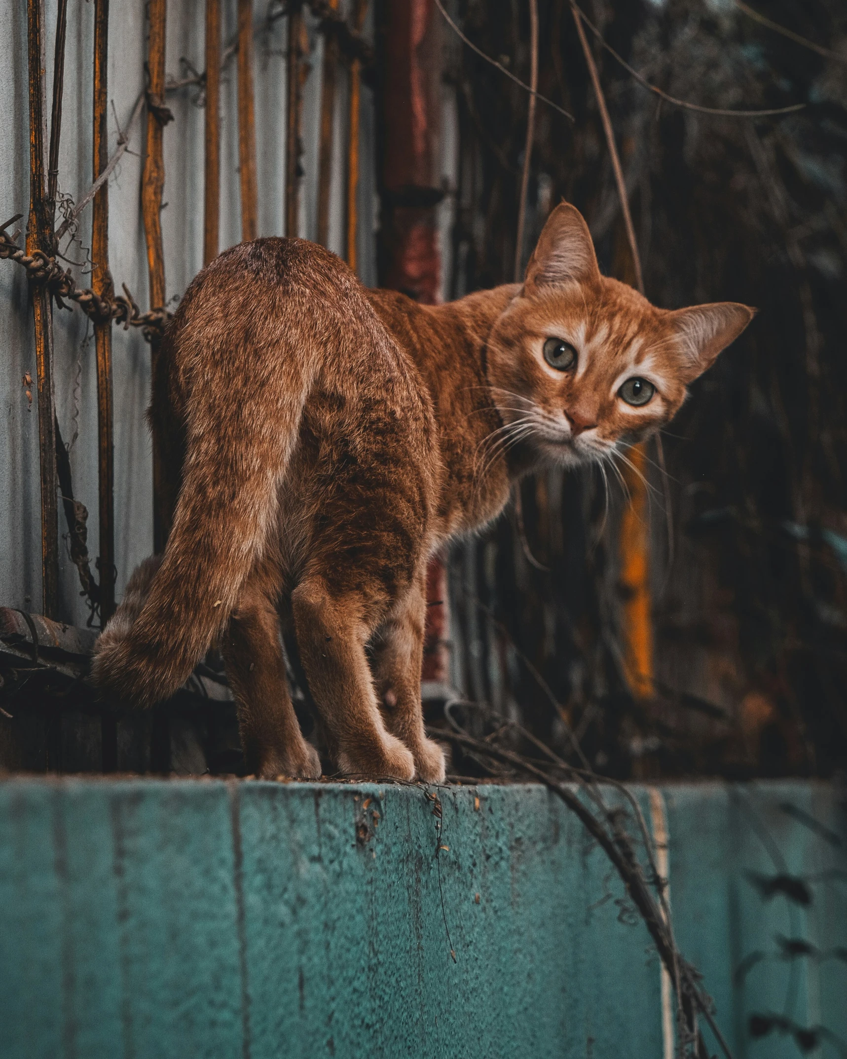 an orange cat standing on top of some green items